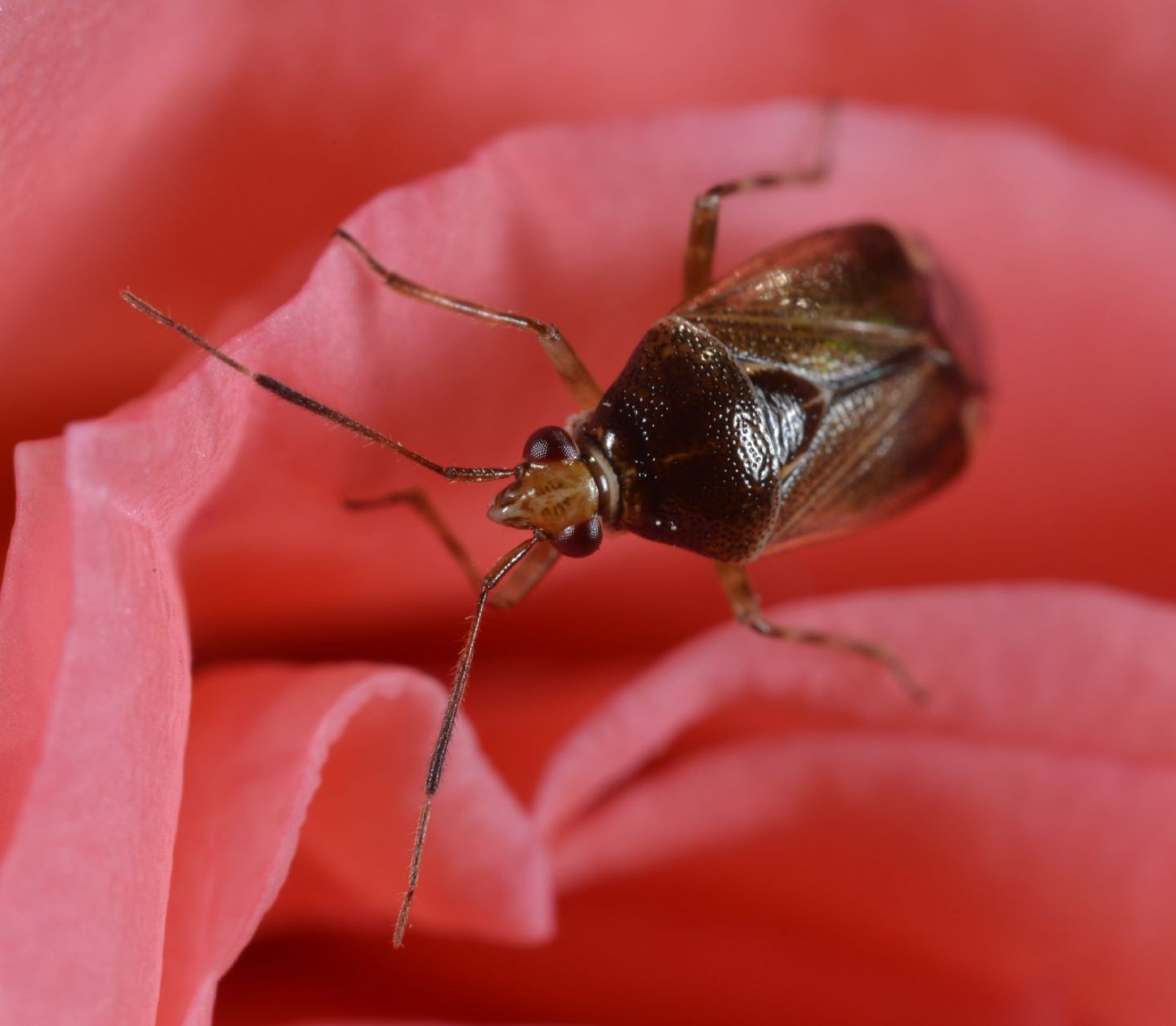 Miridae: Deraeocoris flavilinea